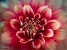 Lensbaby Sol 22 5