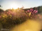 Lensbaby Sol 22 7
