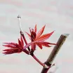 Lensbaby Velvet 28 7