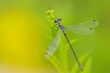 Pentax D FA 100mm F2.8 Macro WR 6
