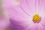 Pentax D FA 100mm F2.8 Macro WR 7