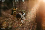 Lensbaby Double Glass II 10