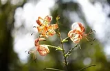 Rokinon 85mm F1.4 AS IF UMC 6