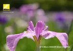 Nikon AF-S Micro-Nikkor 60mm f/2 12